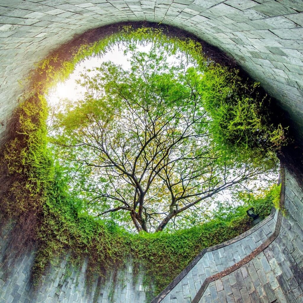 fort-canning-tree-tunner-singapore-instagrammable